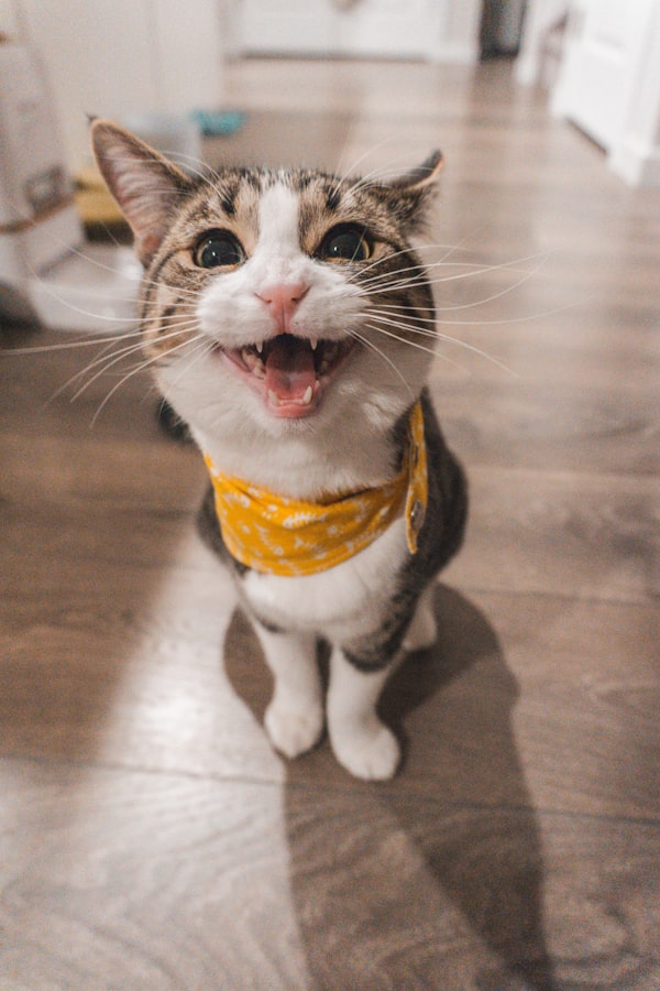 酷炫猫咪姿态