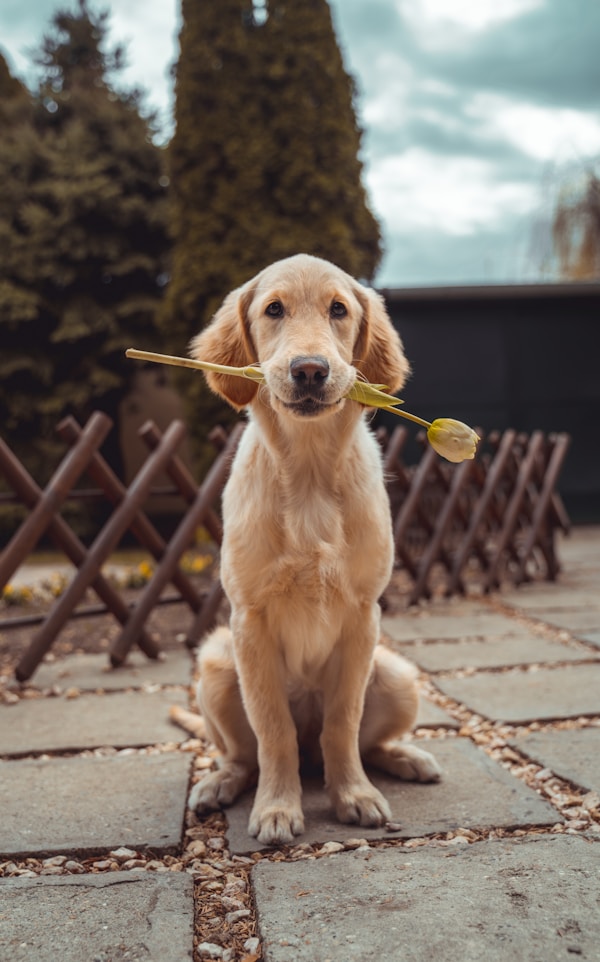 cute username inspiration