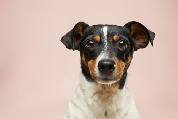 微笑的柯基犬在公园里