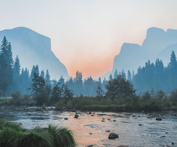 阳光森林场景