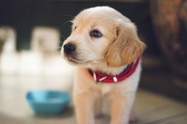 可爱的金毛犬在草地上玩耍