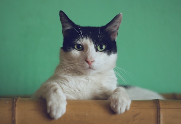 可爱猫咪形象