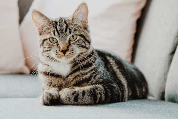 可爱的小猫蜷缩在毛毯上