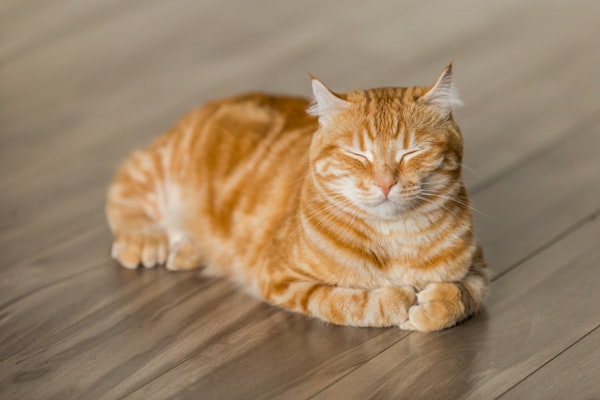 猫咪与网络