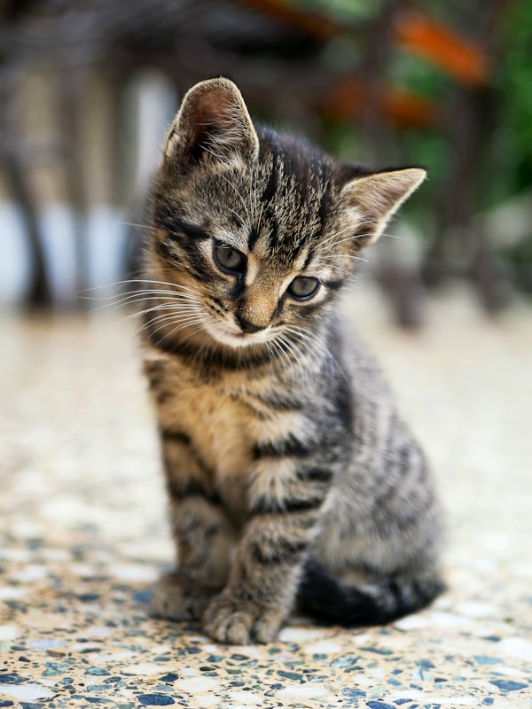 可爱小猫形象，代表网名灵感